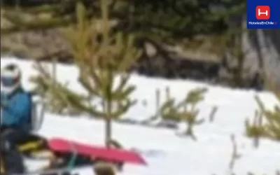 Motos de nieve dañan araucarias en Malalcahuello