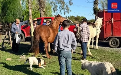Nueva jornada de identificación de caballares